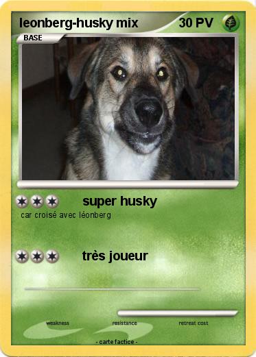 Pokemon leonberg-husky mix