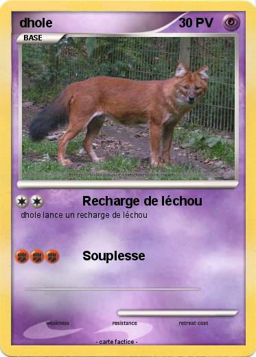 Pokemon dhole