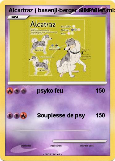 Pokemon Alcartraz ( basenji-berger australien mixte )