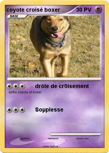Pokemon coyote croisé boxer