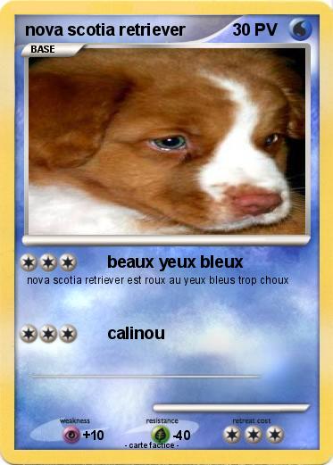 Pokemon nova scotia retriever