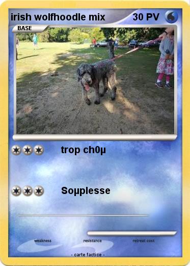 Pokemon irish wolfhoodle mix