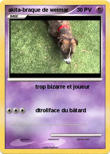 Pokemon akita-braque de weimar