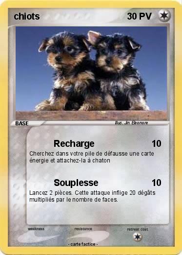 Pokemon chiots