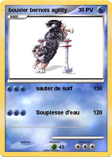 Pokemon bouvier bernois agility