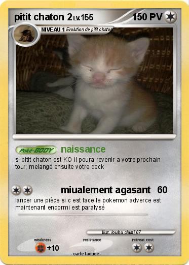Pokemon pitit chaton 2