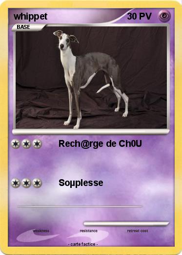 Pokemon whippet