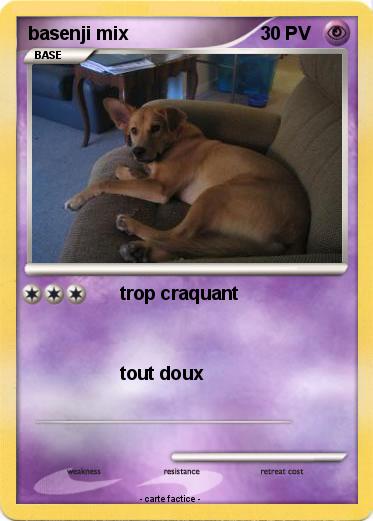 Pokemon basenji mix