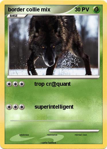 Pokemon border collie mix