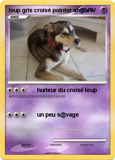 Pokemon loup gris croisé pointer anglais