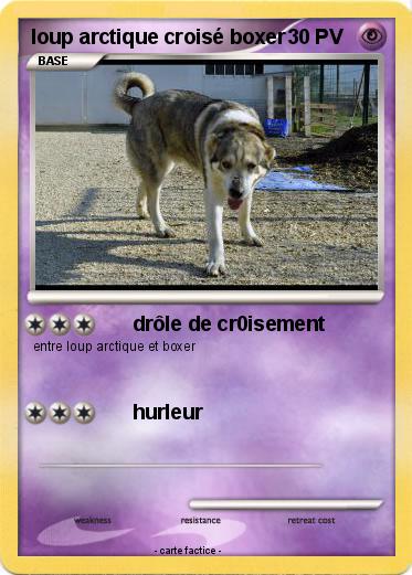 Pokemon loup arctique croisé boxer