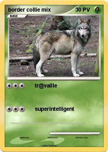 Pokemon border collie mix