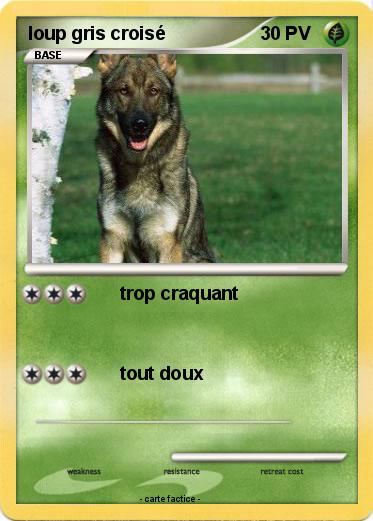 Pokemon loup gris croisé