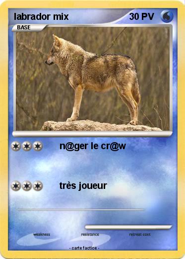 Pokemon labrador mix