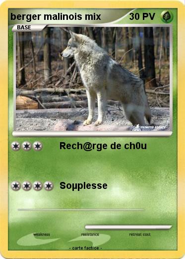 Pokemon berger malinois mix