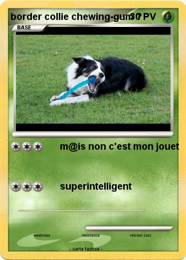 Pokemon border collie chewing-gum ?