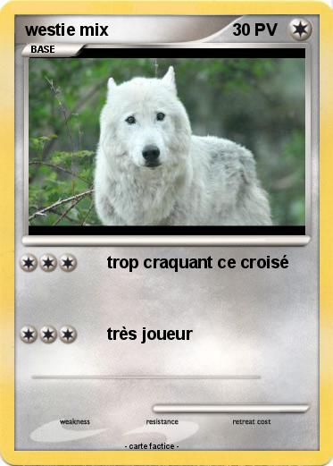 Pokemon westie mix