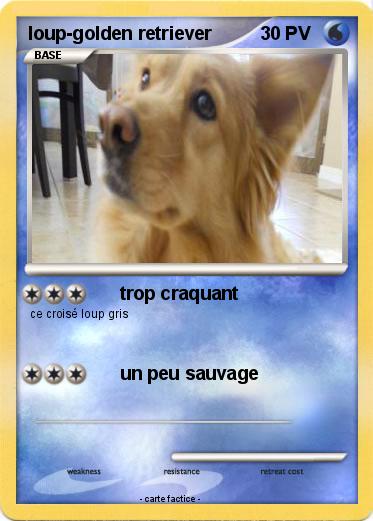 Pokemon loup-golden retriever