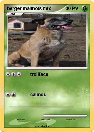 Pokemon berger malinois mix