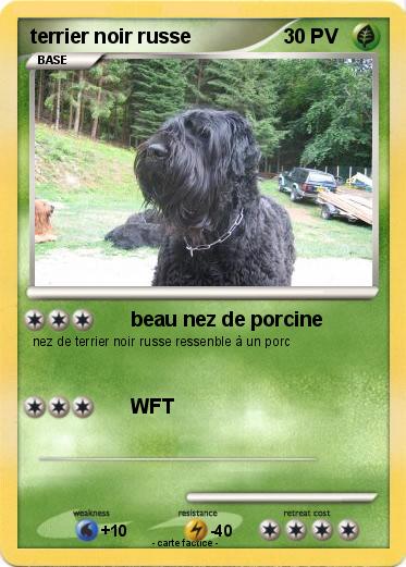 Pokemon terrier noir russe