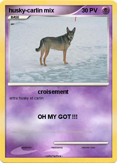 Pokemon husky-carlin mix