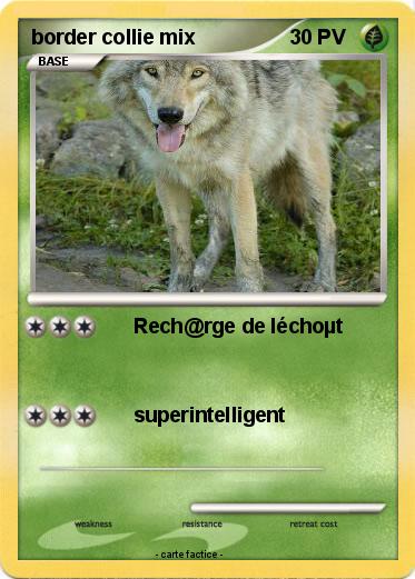 Pokemon border collie mix