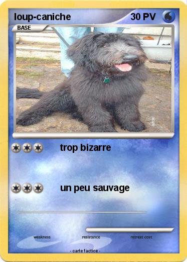 Pokemon loup-caniche
