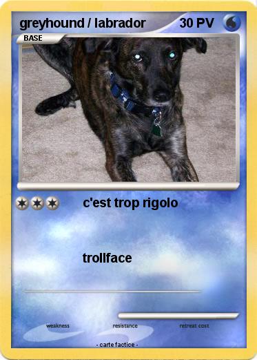 Pokemon greyhound / labrador