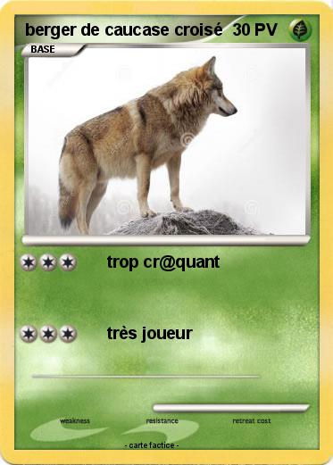 Pokemon berger de caucase croisé