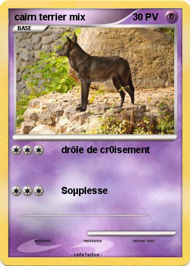 Pokemon cairn terrier mix