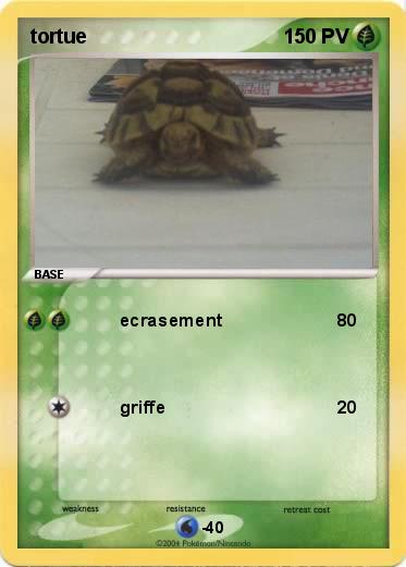 Pokemon tortue