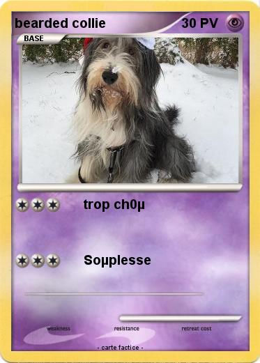Pokemon bearded collie