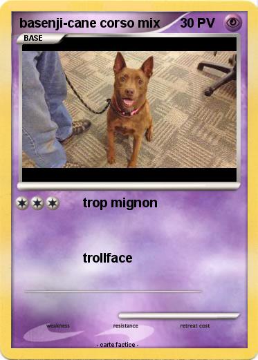 Pokemon basenji-cane corso mix