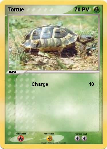 Pokemon Tortue