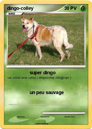 Pokemon dingo-colley