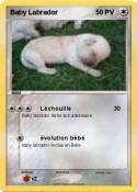 Baby Labrador