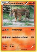 tigre de sumatr