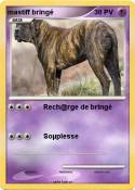 mastiff bringé