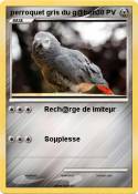 perroquet gris