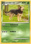 loup-airedale