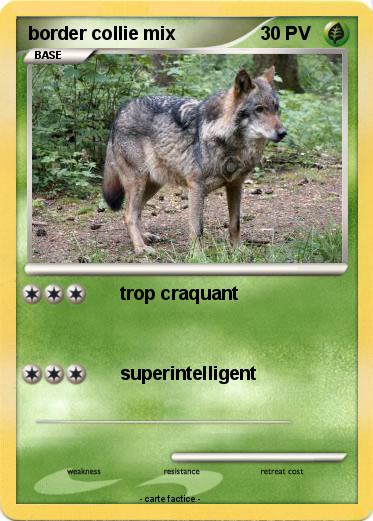 Pokemon border collie mix