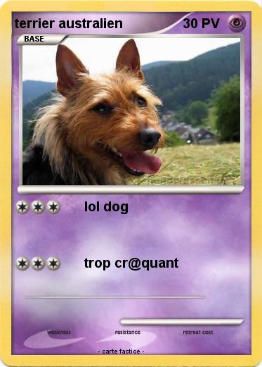 Pokemon terrier australien