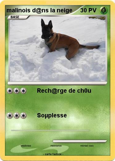 Pokemon malinois d@ns la neige