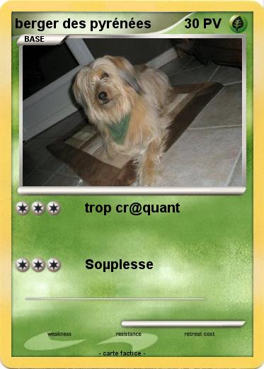 Pokemon berger des pyrénées