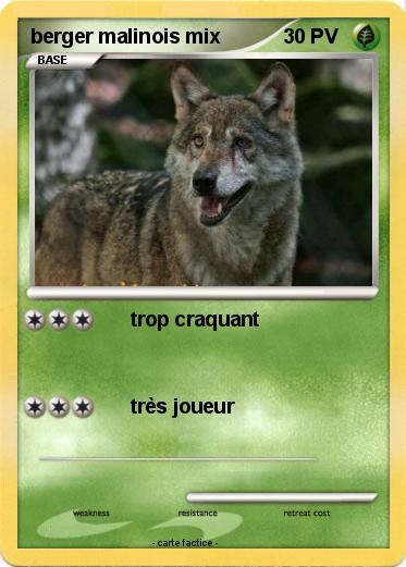 Pokemon berger malinois mix