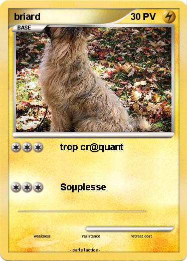 Pokemon briard