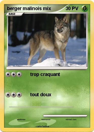 Pokemon berger malinois mix