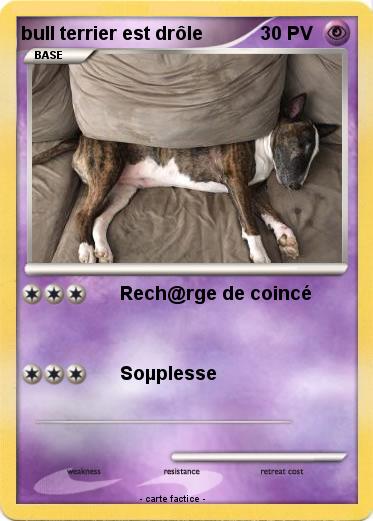 Pokemon bull terrier est drôle