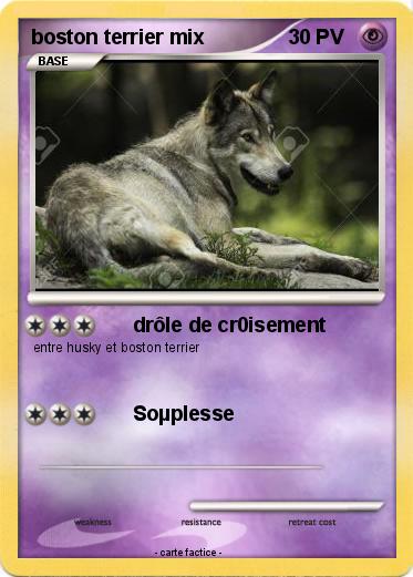 Pokemon boston terrier mix