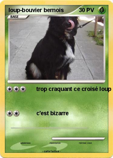 Pokemon loup-bouvier bernois